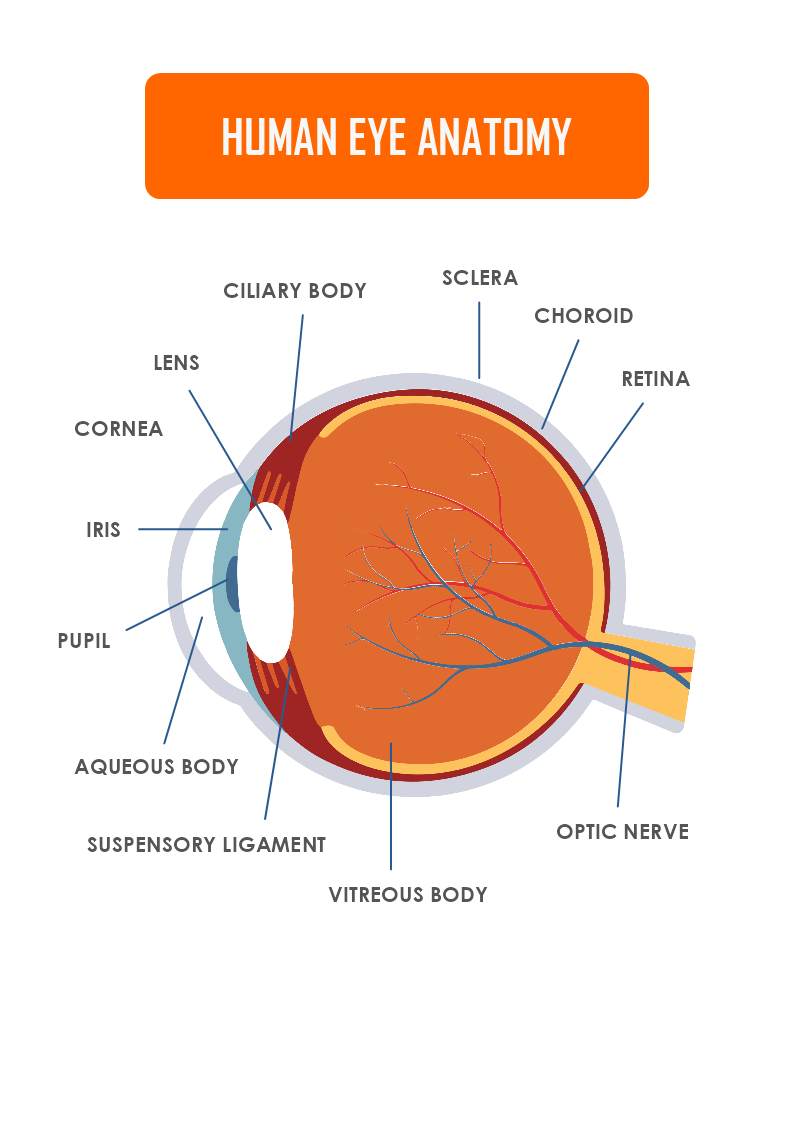 Human Eye Anatomy Template MyDraw